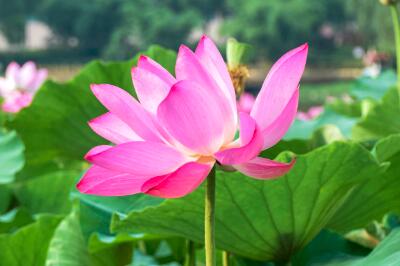 [舞蹈]莲花开在我心上