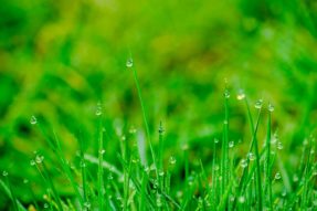 天雨滋润有根草