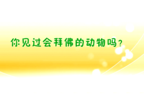 [视频]动物拜佛集锦