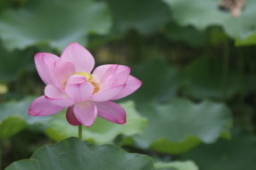 排毒治“未病”利益大