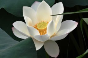 念《楞严咒》时出现排毒