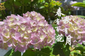 [舞蹈]春有百花秋有月