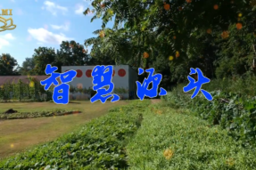 [舞蹈]智慧源头