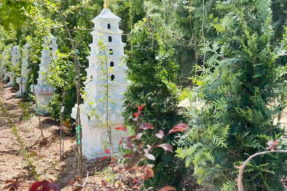 春和景明 众缘和合——寺院举行春季植树美化活动