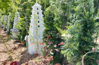 春和景明 众缘和合——寺院举行春季植树美化活动