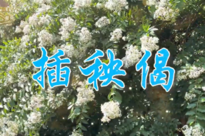 插秧偈